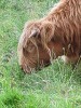 Scotlands highland cattle